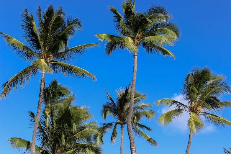 there is a blue plane that is parked under some palm trees