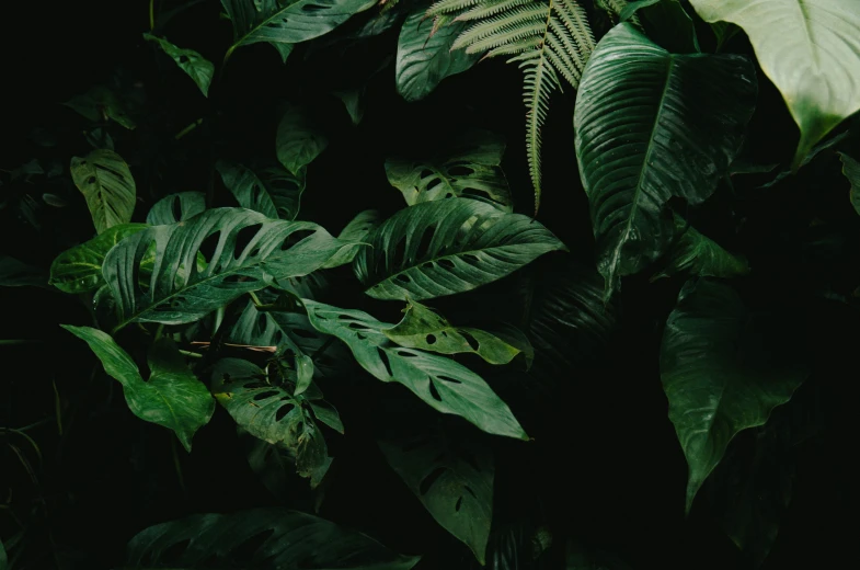 a green plant with large leaves and some water droplets