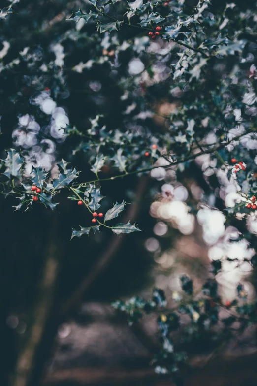 a tree with red berries and green leaves