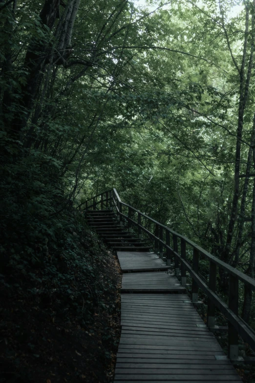 some steps in a wooded area with trees on each side