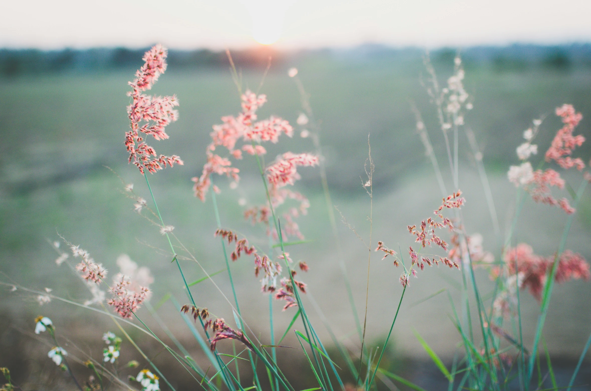 a flower bush with pink flowers in the foreground and a sunset in the distance