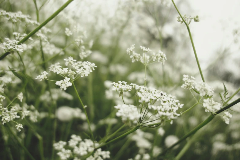 closeup of some plants with white flowers