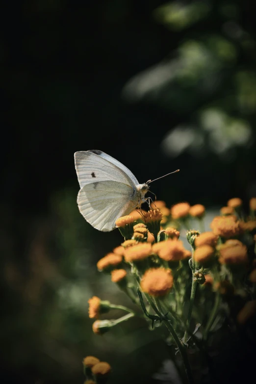 a white erfly on top of a yellow flower