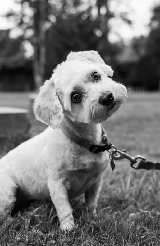 a white poodle is sitting in the grass and it's tied up