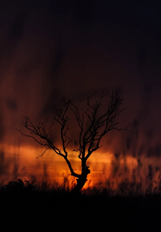 a tree silhouetted by the setting sun on a cloudy night