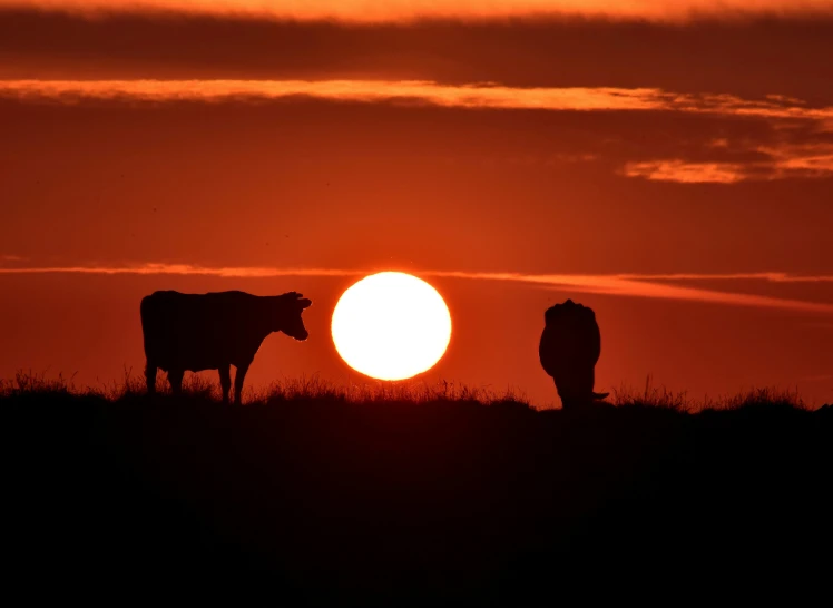 a sunset behind two cows in the foreground, standing together