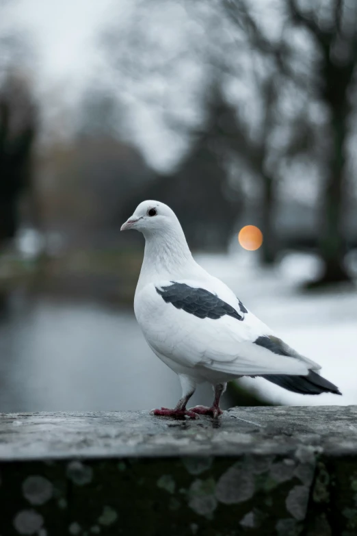 a black and white bird is standing on a ledge