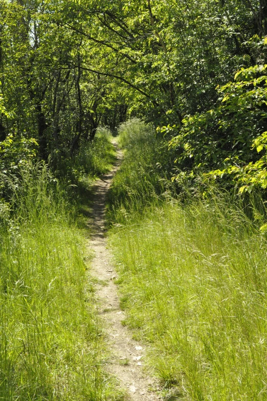 the pathway through the woods is very narrow