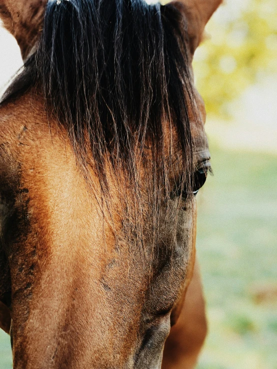 close up po of a horse with long hair