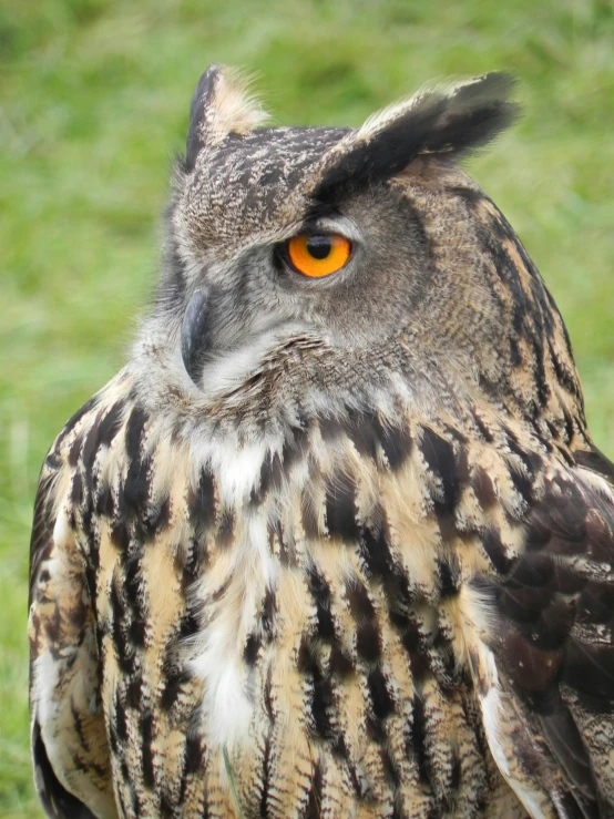 an owl with yellow eyes standing in a field