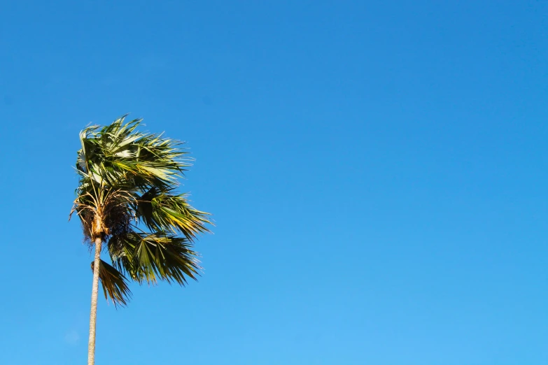 palm tree in the clear blue sky with one nch visible