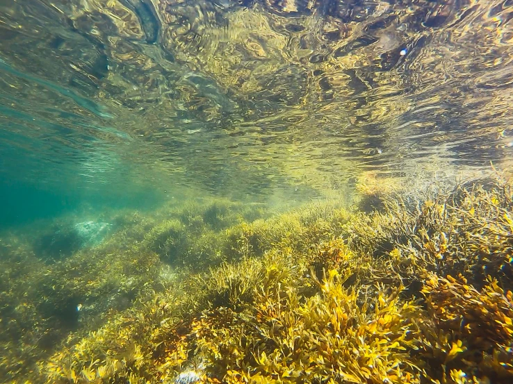 underwater view of an ocean surface with seaweed and grass