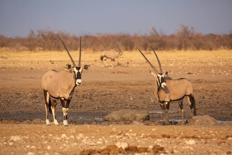 two very long horned gazelles standing in the grass