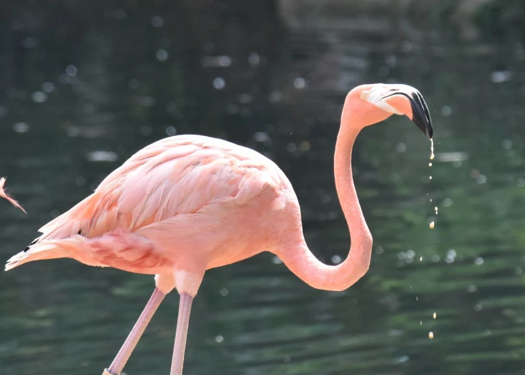 a pink flamingo stands in water with one leg bent out