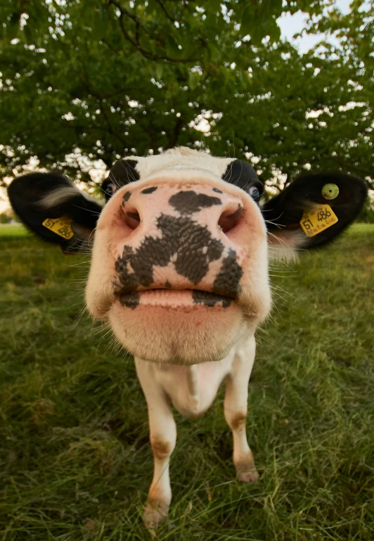 the head of a cow that is standing in the grass