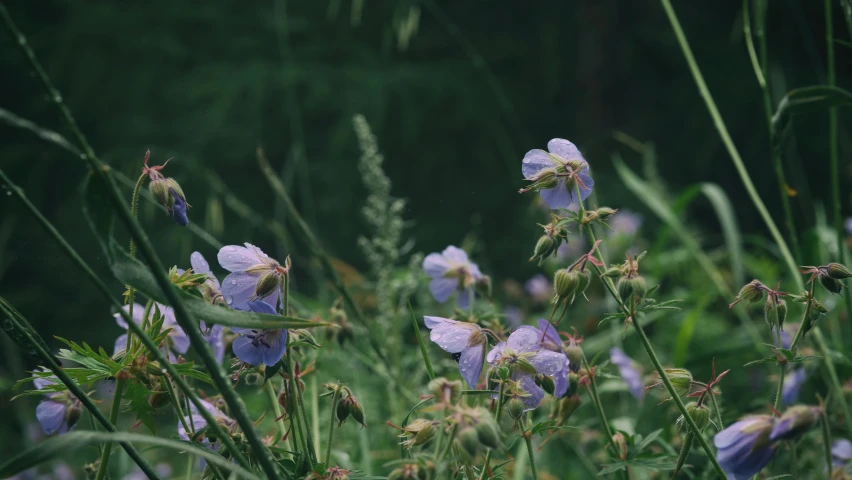 a group of blue flowers is in a field