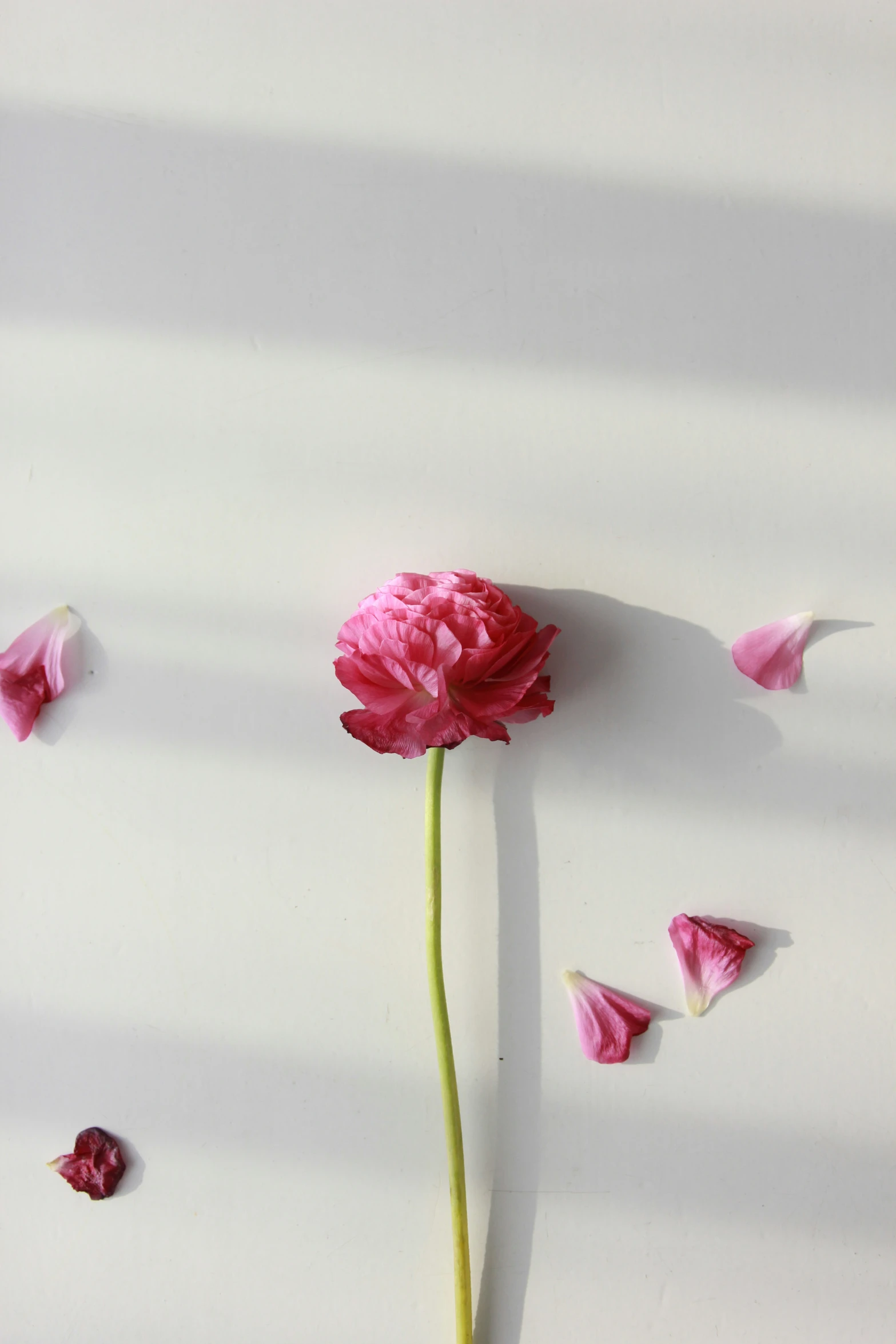 a pink flower is surrounded by petals on a white surface