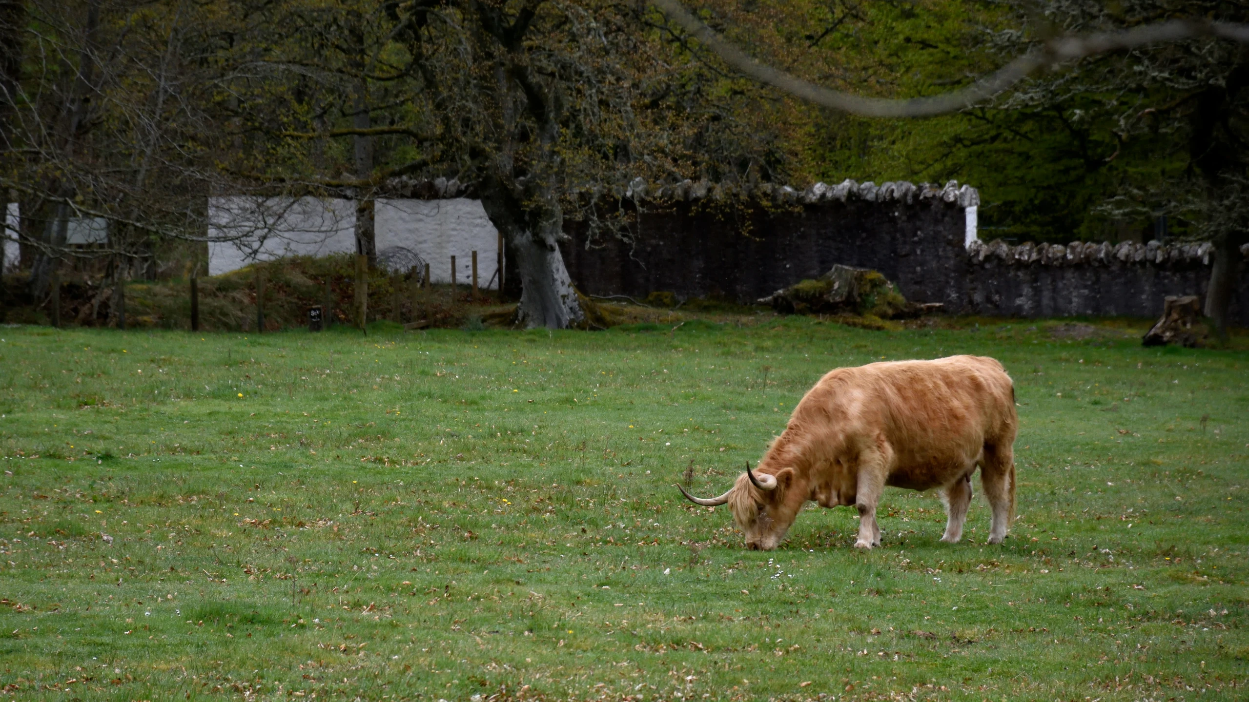 brown cow in grassy area eating grass near a building