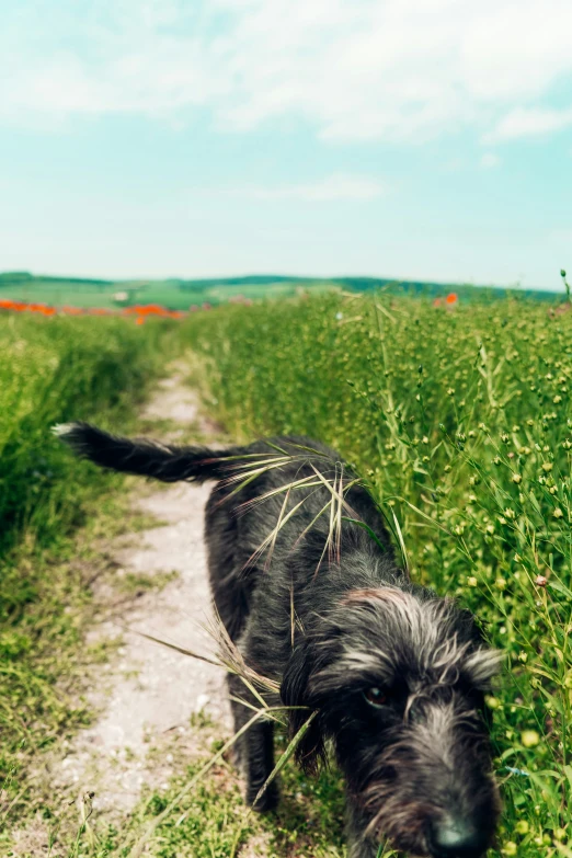 a dog with long hair walking along a field