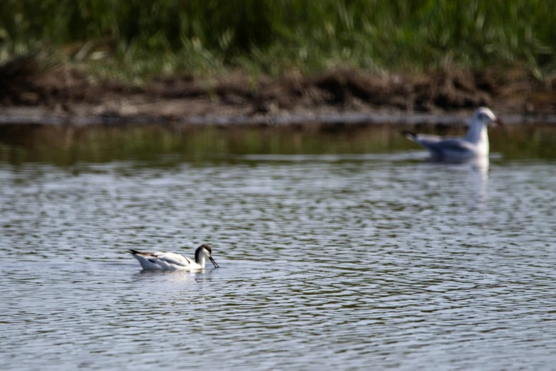 two geese floating in a lake, surrounded by grassy area