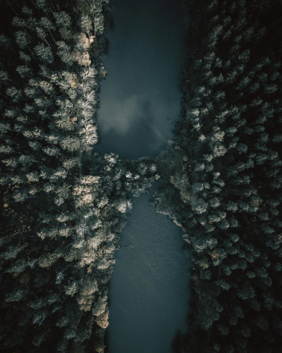 an aerial s of trees in the snow