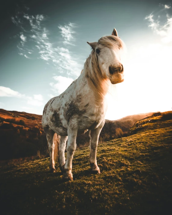 a horse standing in the middle of a field