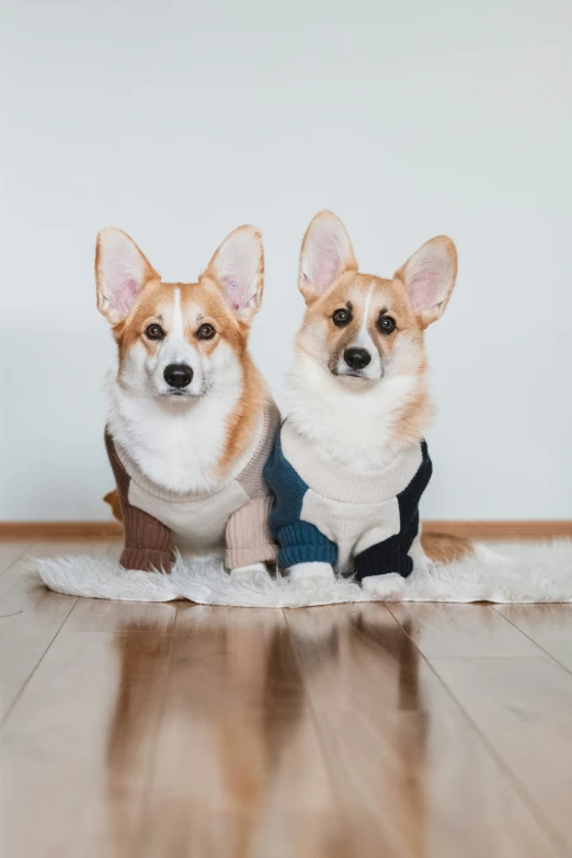 two corgi wearing clothes sitting on a towel