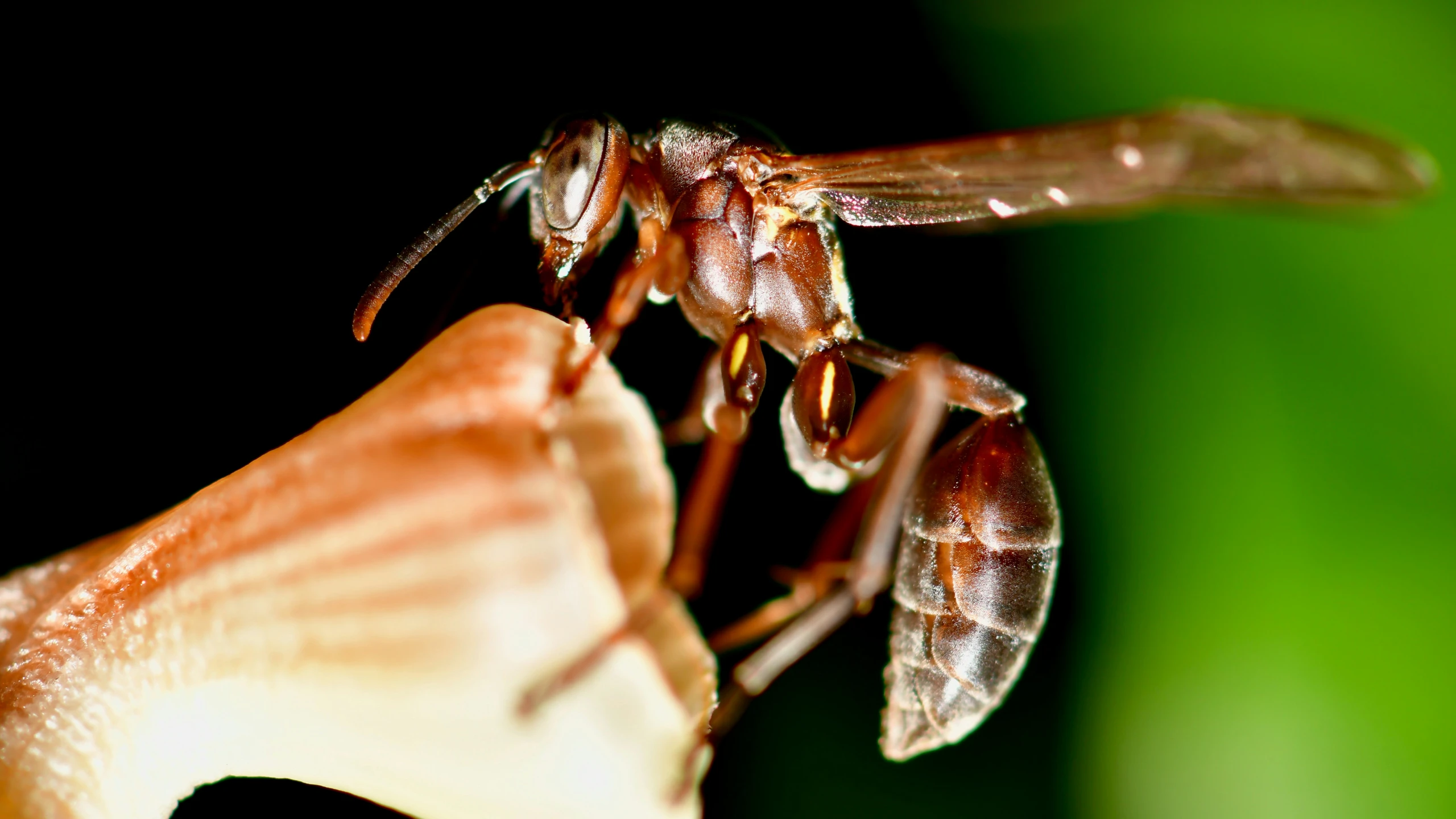 a large insect is hanging upside down onto a flower