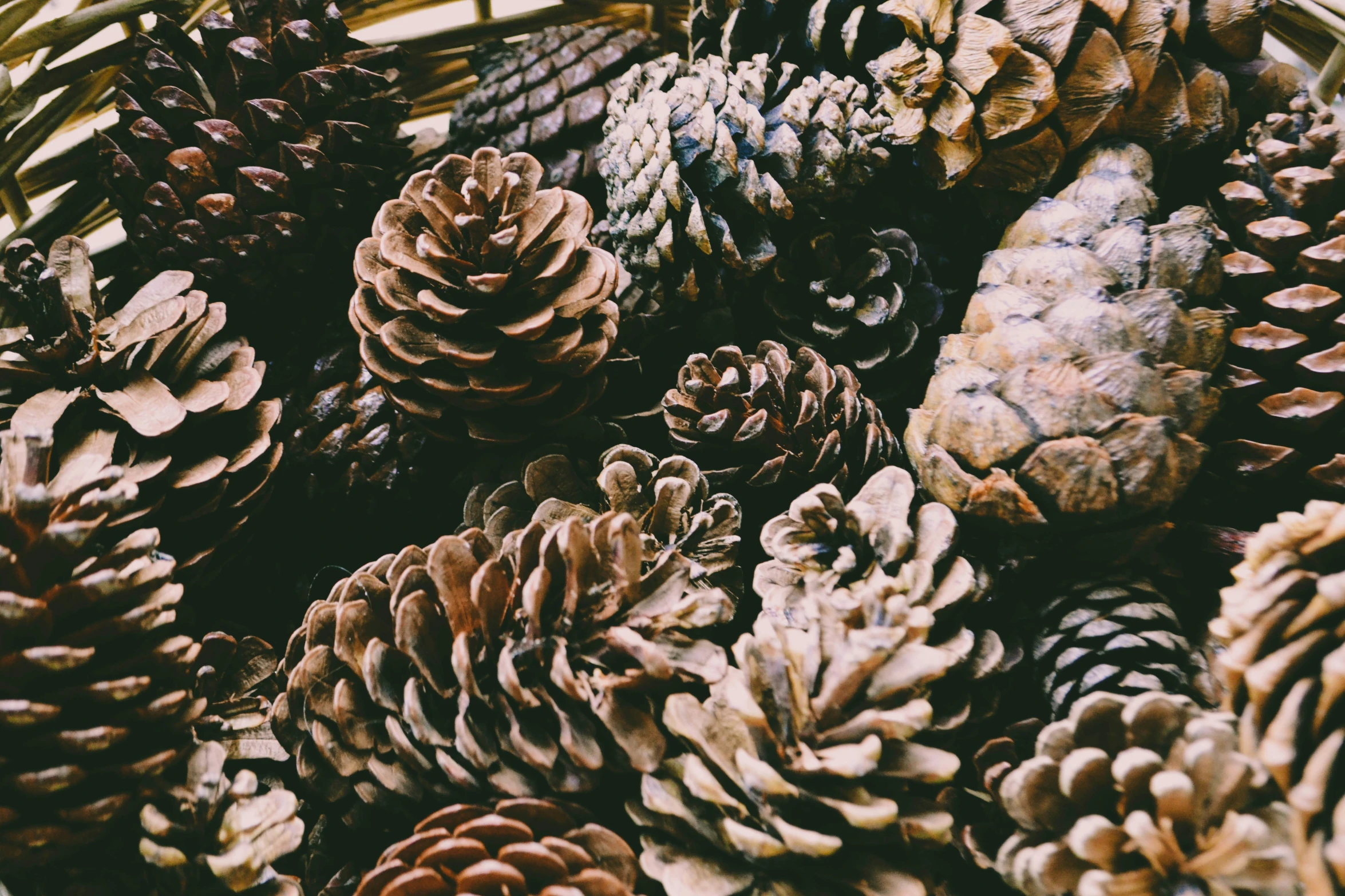 a number of different kinds of pine cones