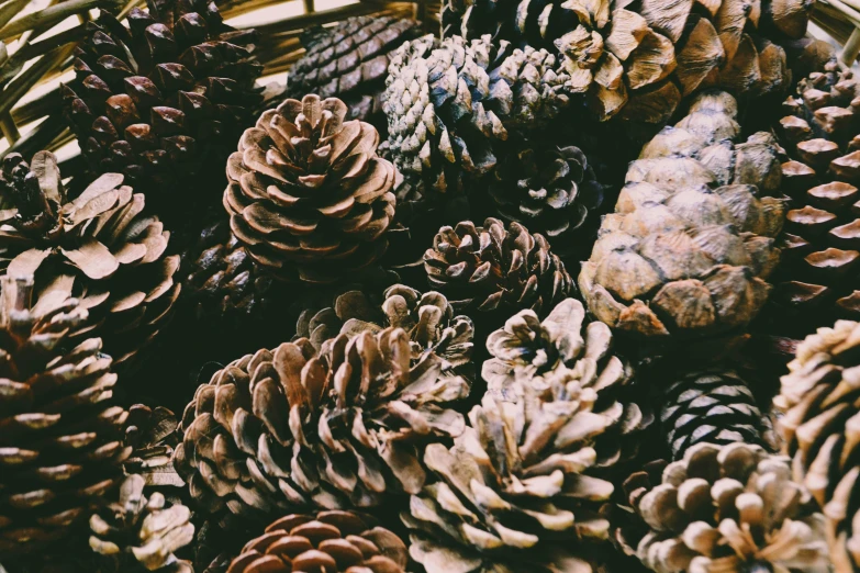 a number of different kinds of pine cones