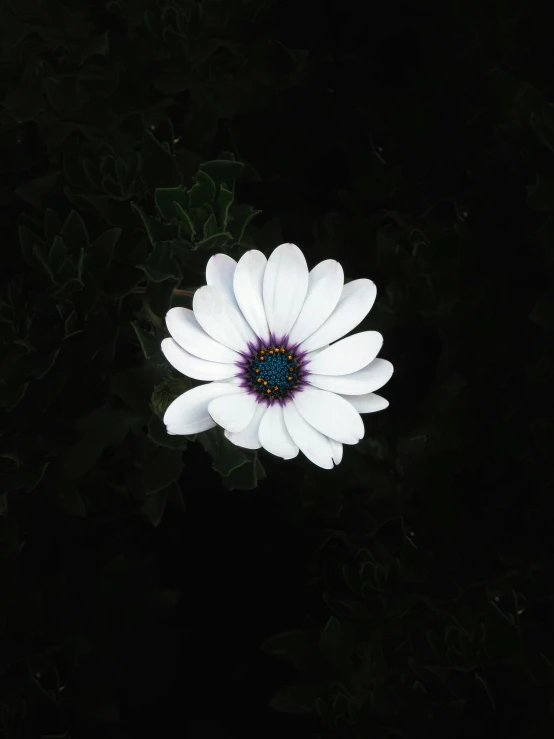 a close up of a white flower on the ground