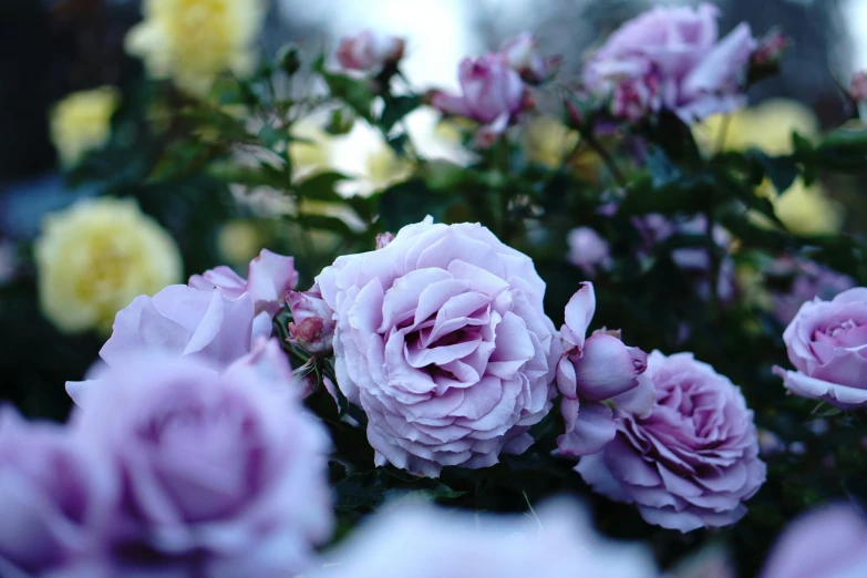 a pink rose in full bloom and purple, yellow, and red flowers