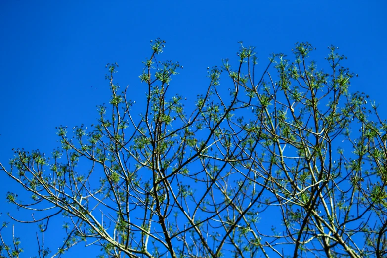 a bird is perched in a tree on a clear day