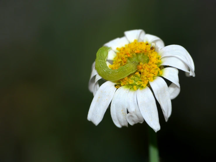 the green bug is sitting on top of the white flower