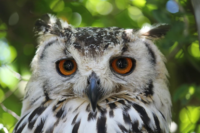 an owl with bright orange eyes sitting in a tree