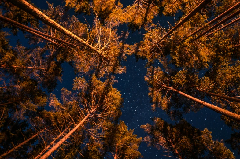 a view from the ground at night of a forest