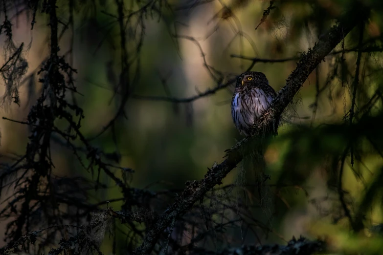 a small bird sits on top of a nch