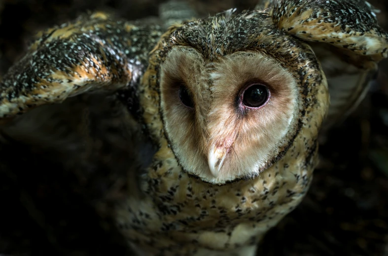 an owl is staring forward with its eyes wide open