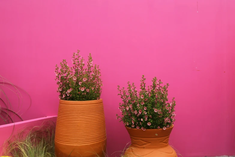 two planters with pink walls on a sidewalk