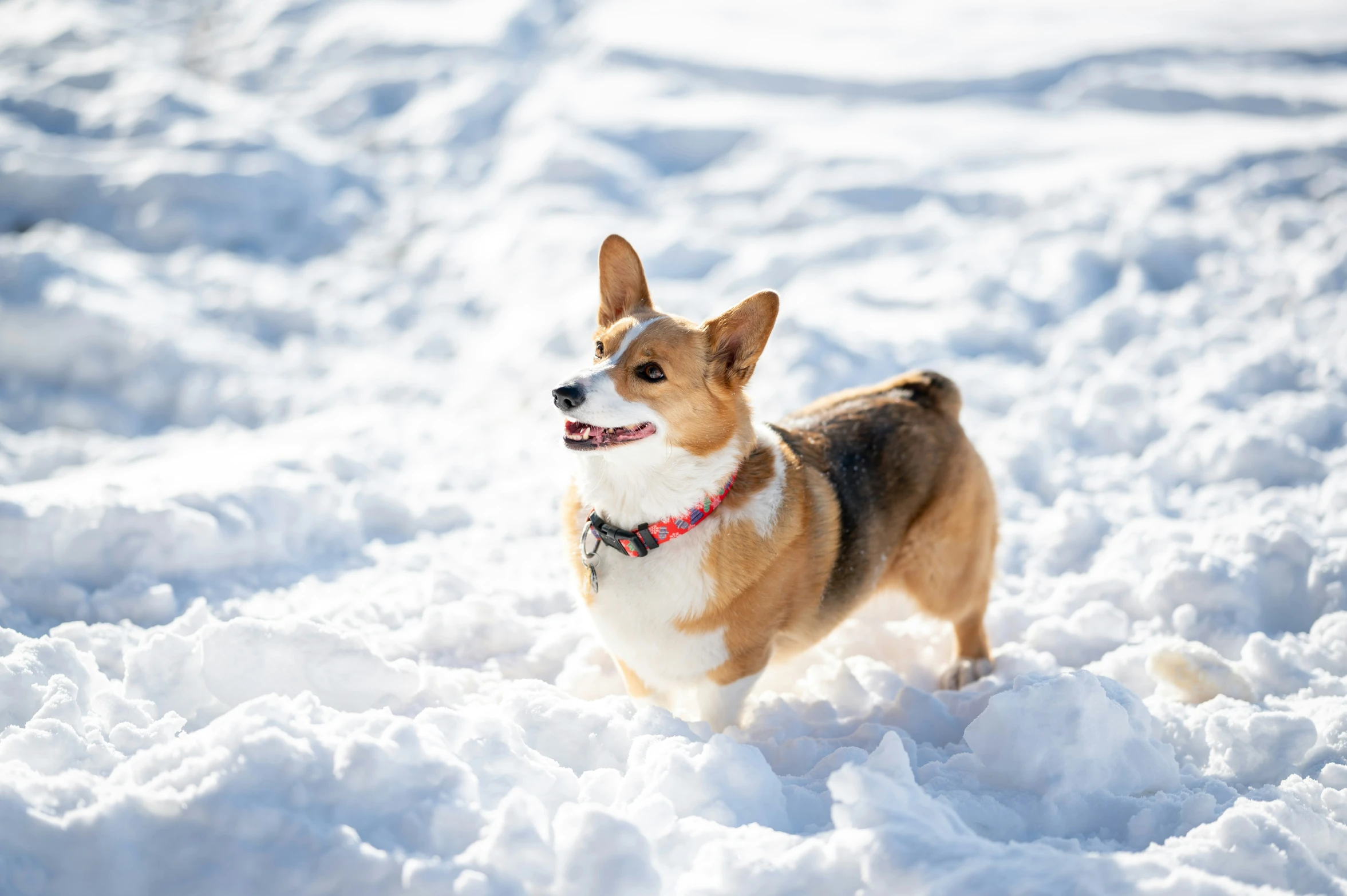 a corgi dog walking in the snow