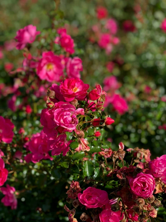 a close up of pink flowers in a field