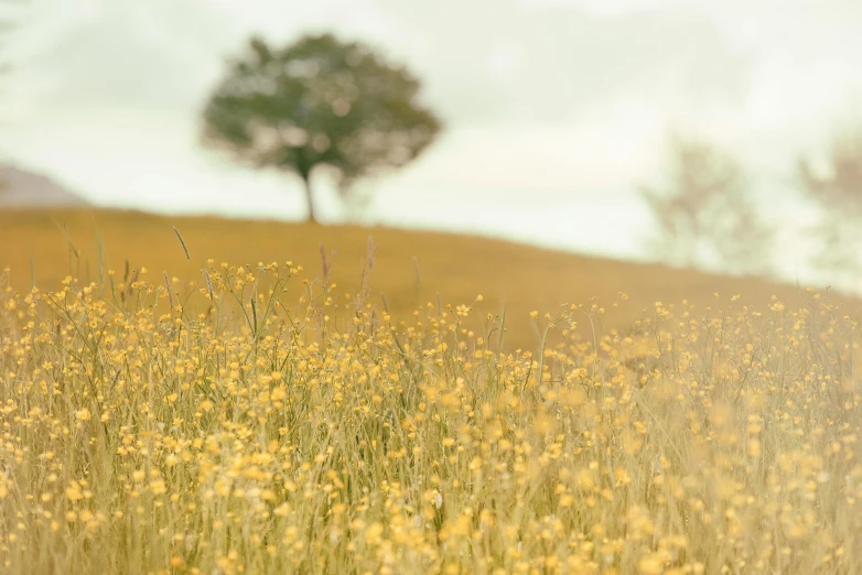 the grass and trees are blooming on the top of the hill