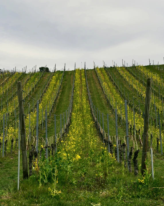 a field of crops with vines that are all gone