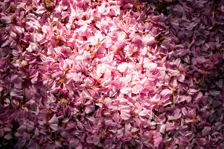 pink flowers of several types are being arranged and arranged