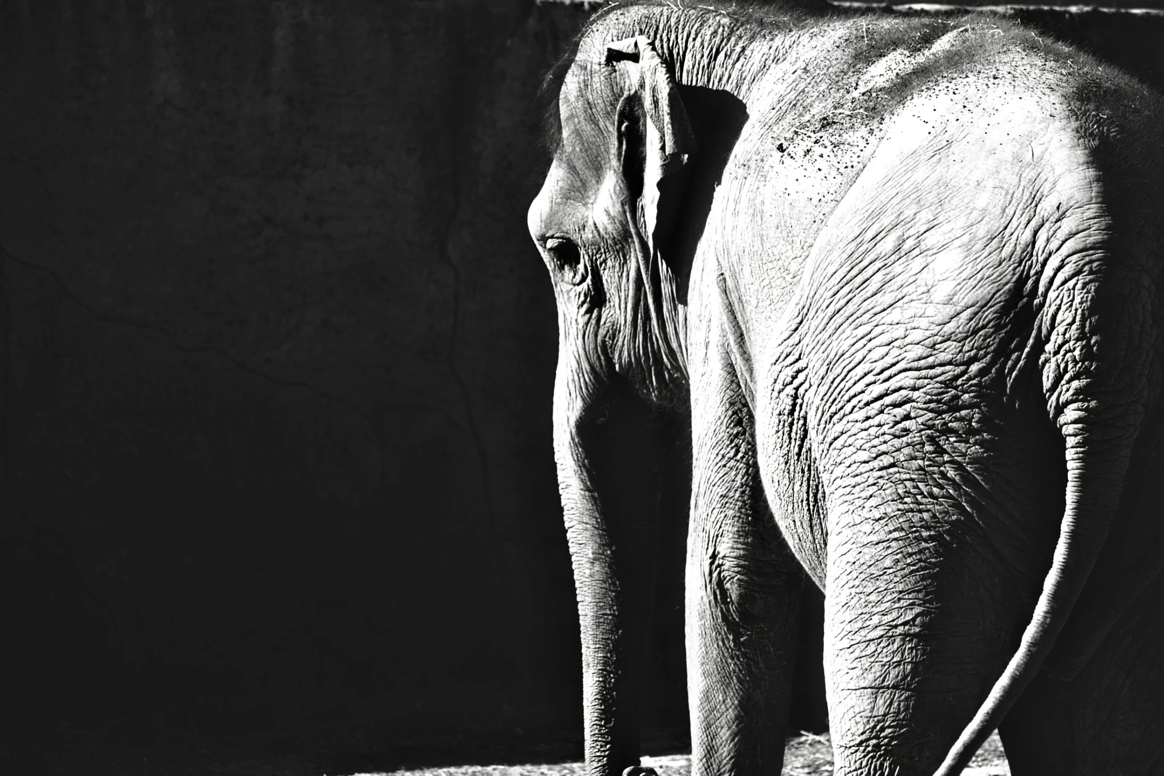 an elephant standing alone in the dirt