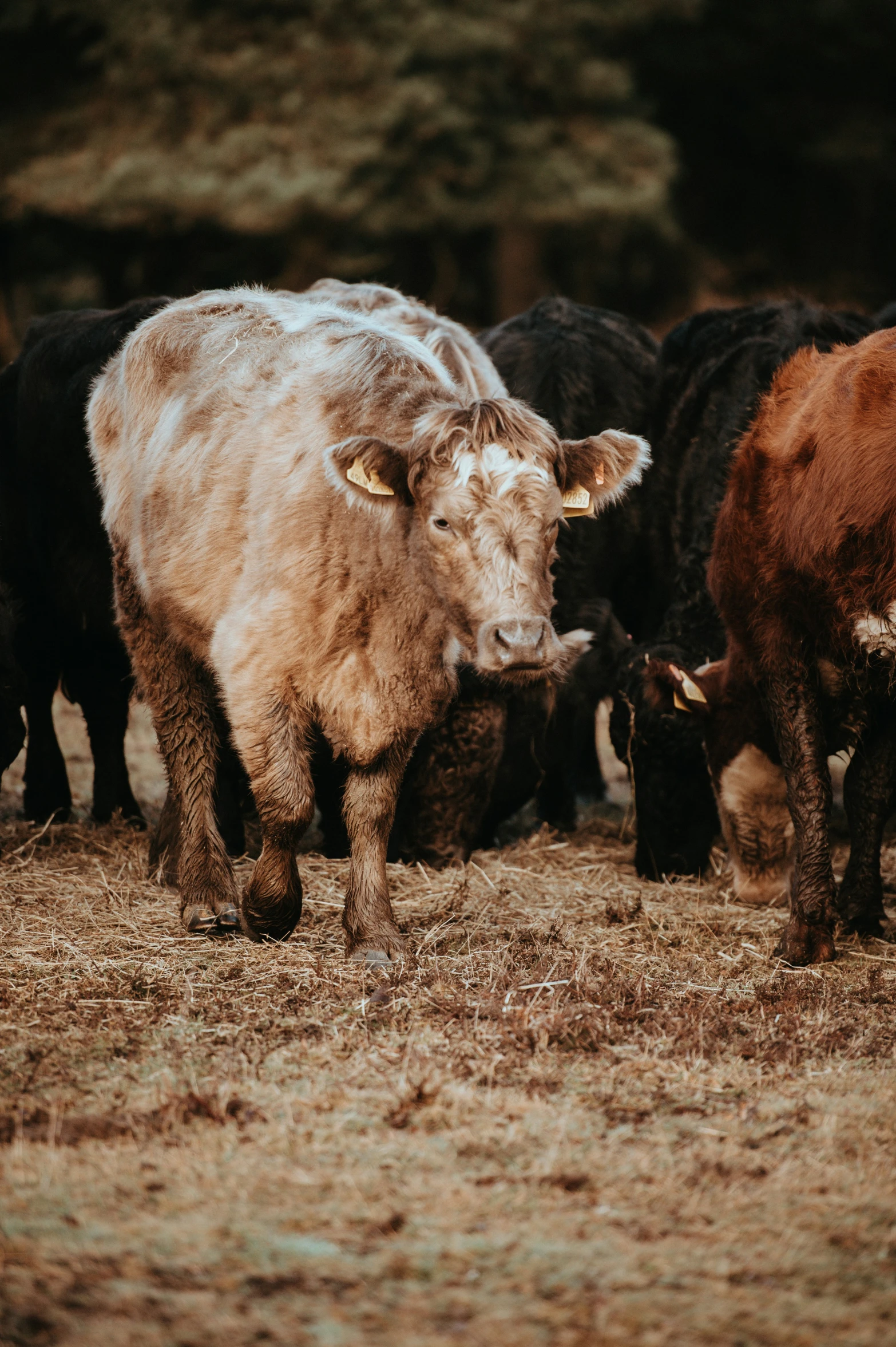 the cows are standing in the brown grass