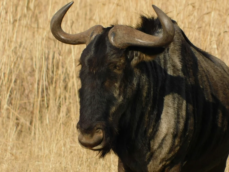a horned bull with horns looking in to the camera