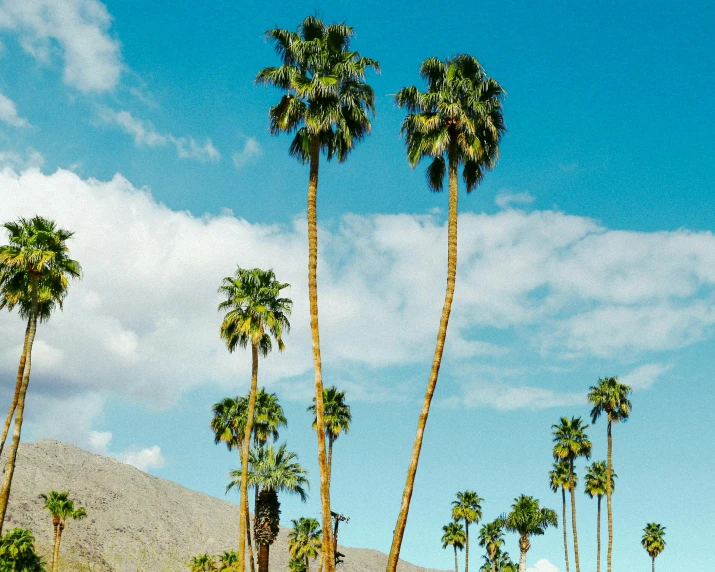 many palm trees are growing on a sunny day