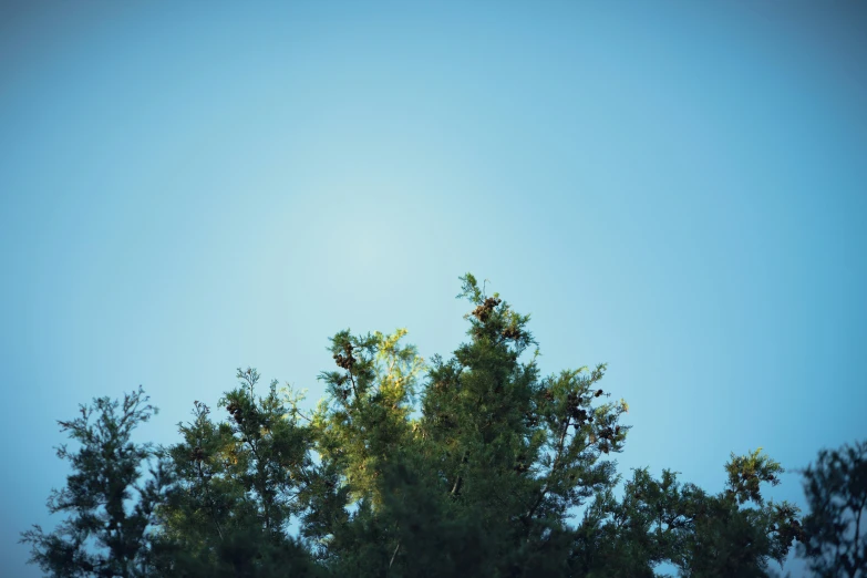 a tree and a clear blue sky with sun peeking behind