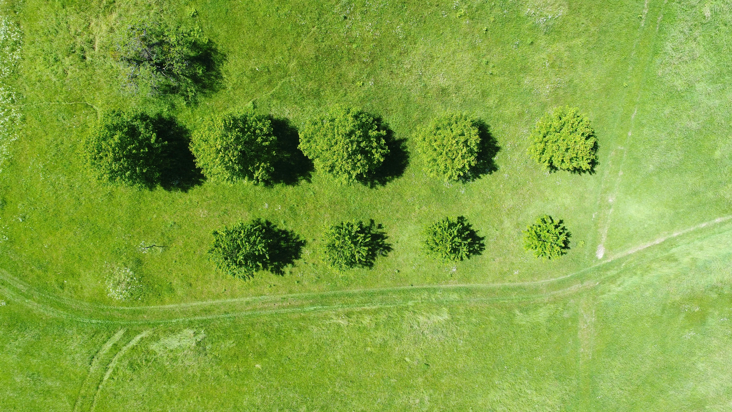 an aerial view of several rows of trees in the grass